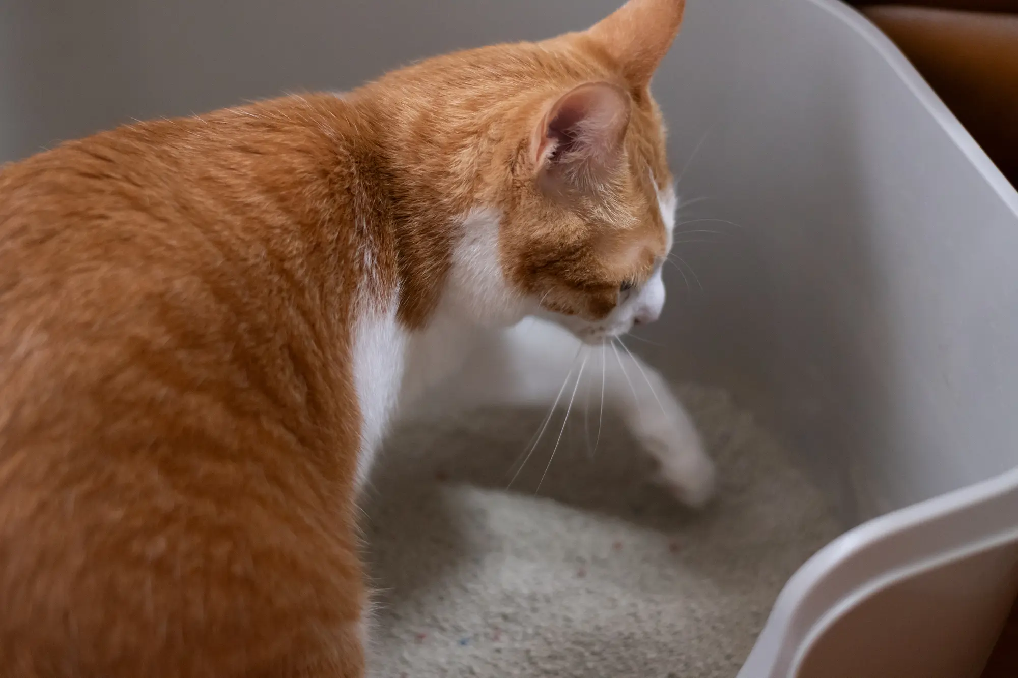 猫トイレ 砂 おすすめ