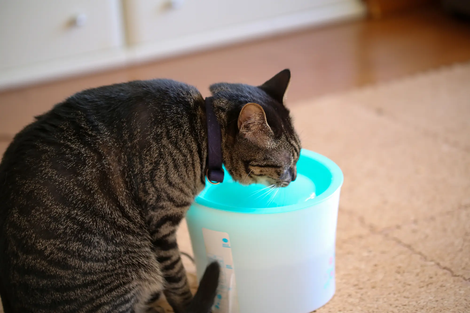 猫 給水器 フィルター 使わない