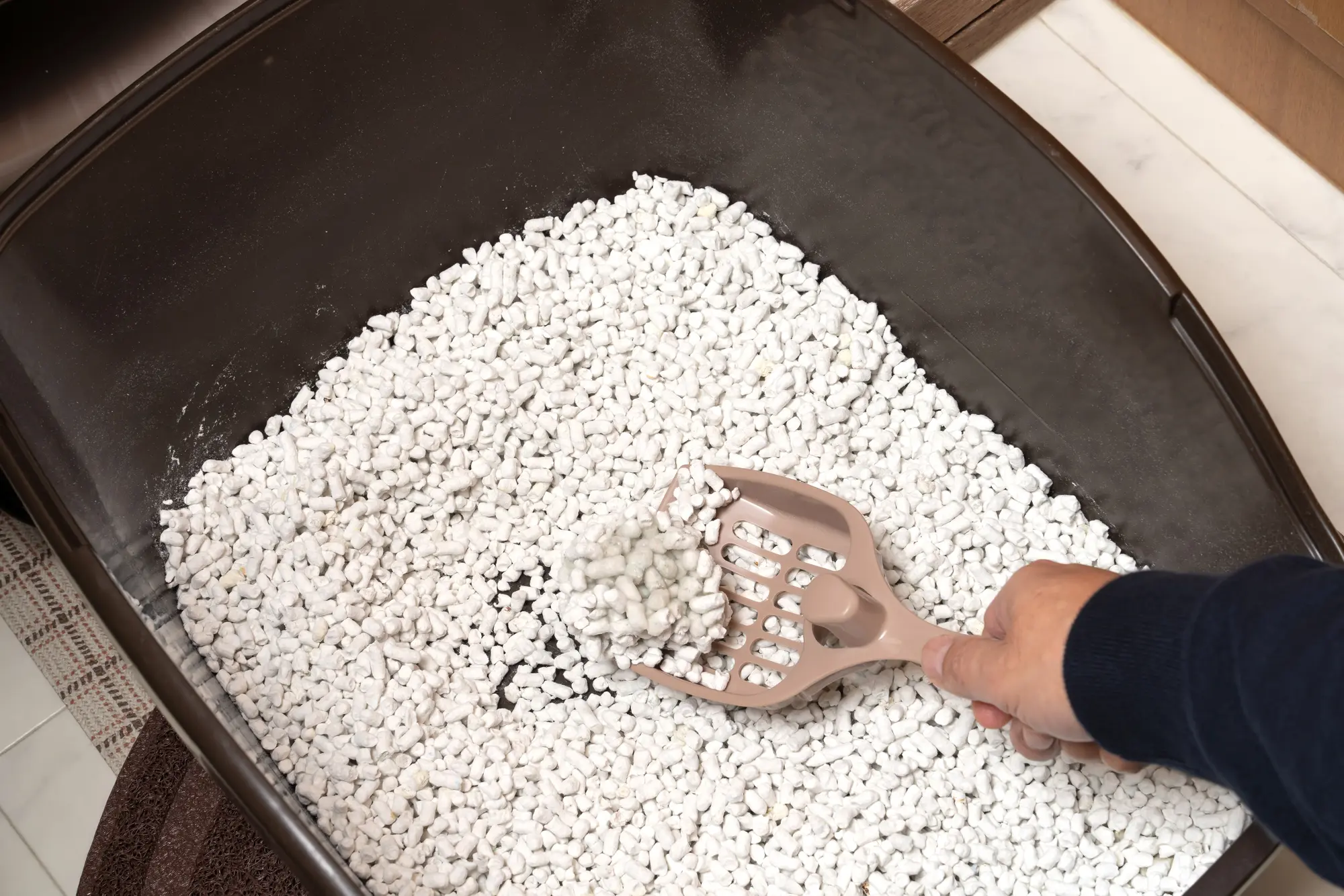 固まる猫砂 ランキング