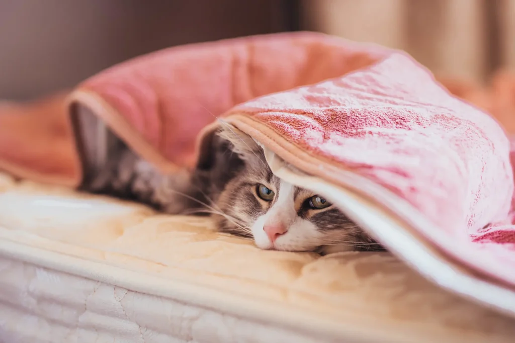 猫 冬 暖房なし