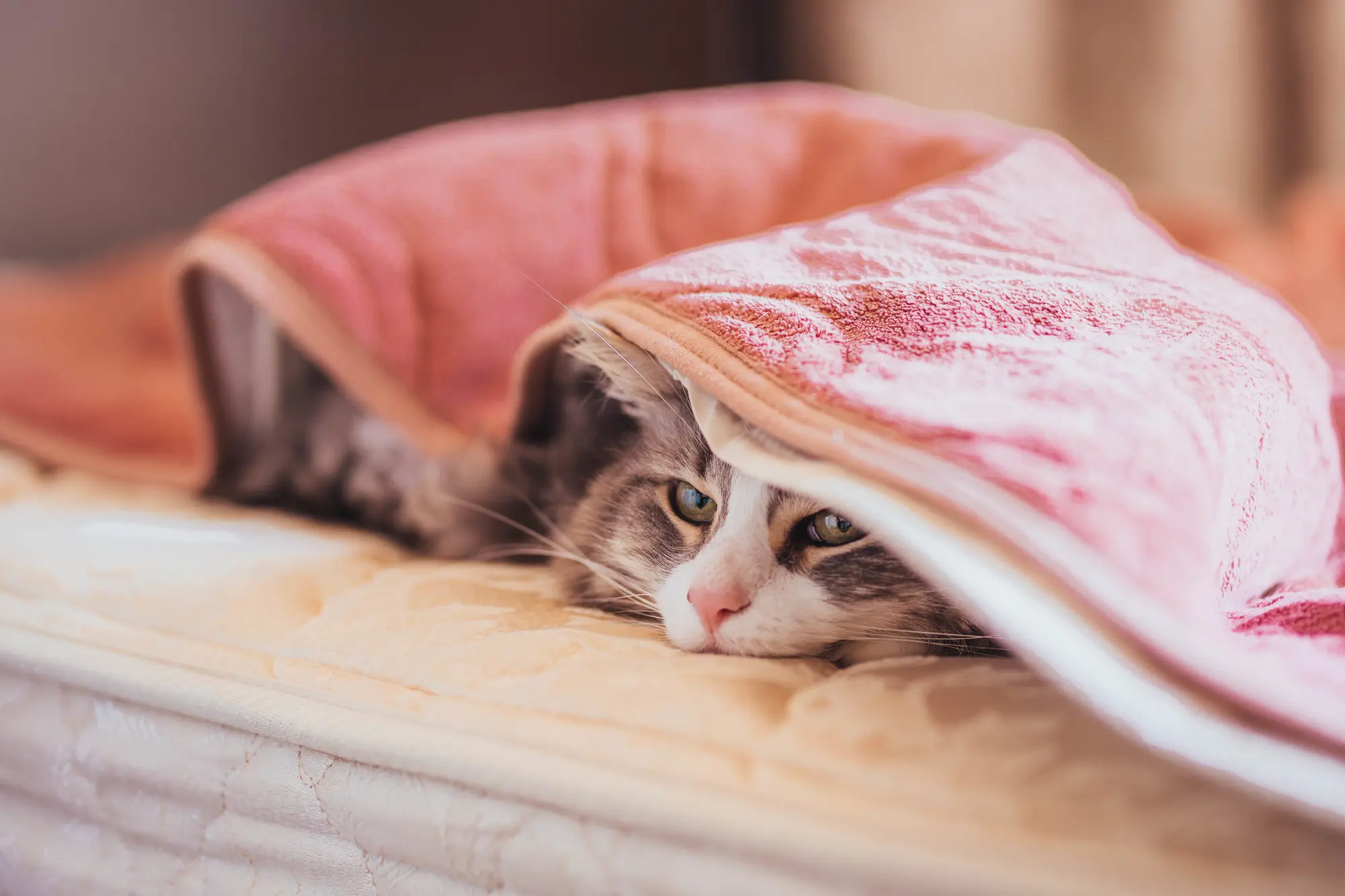 猫 冬 暖房なし