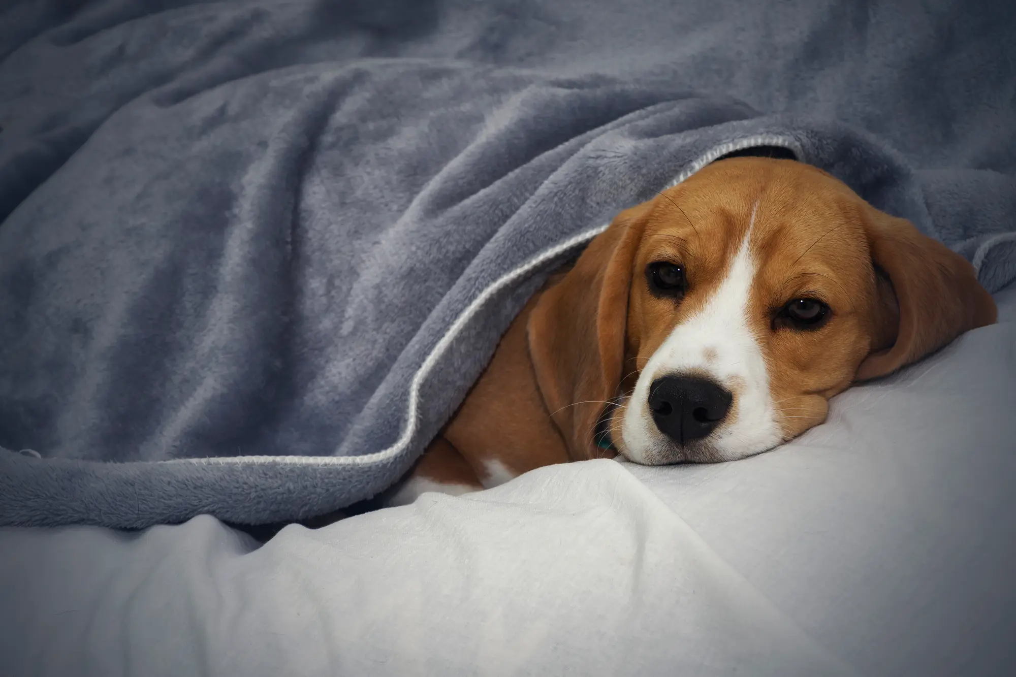 犬 寒さ 対策 毛布