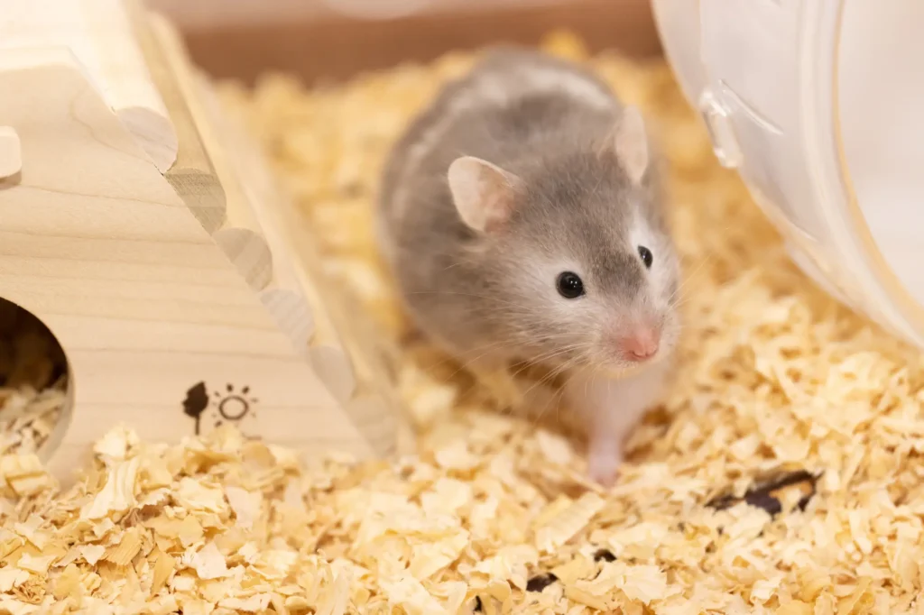 ハムスター 冬 床材