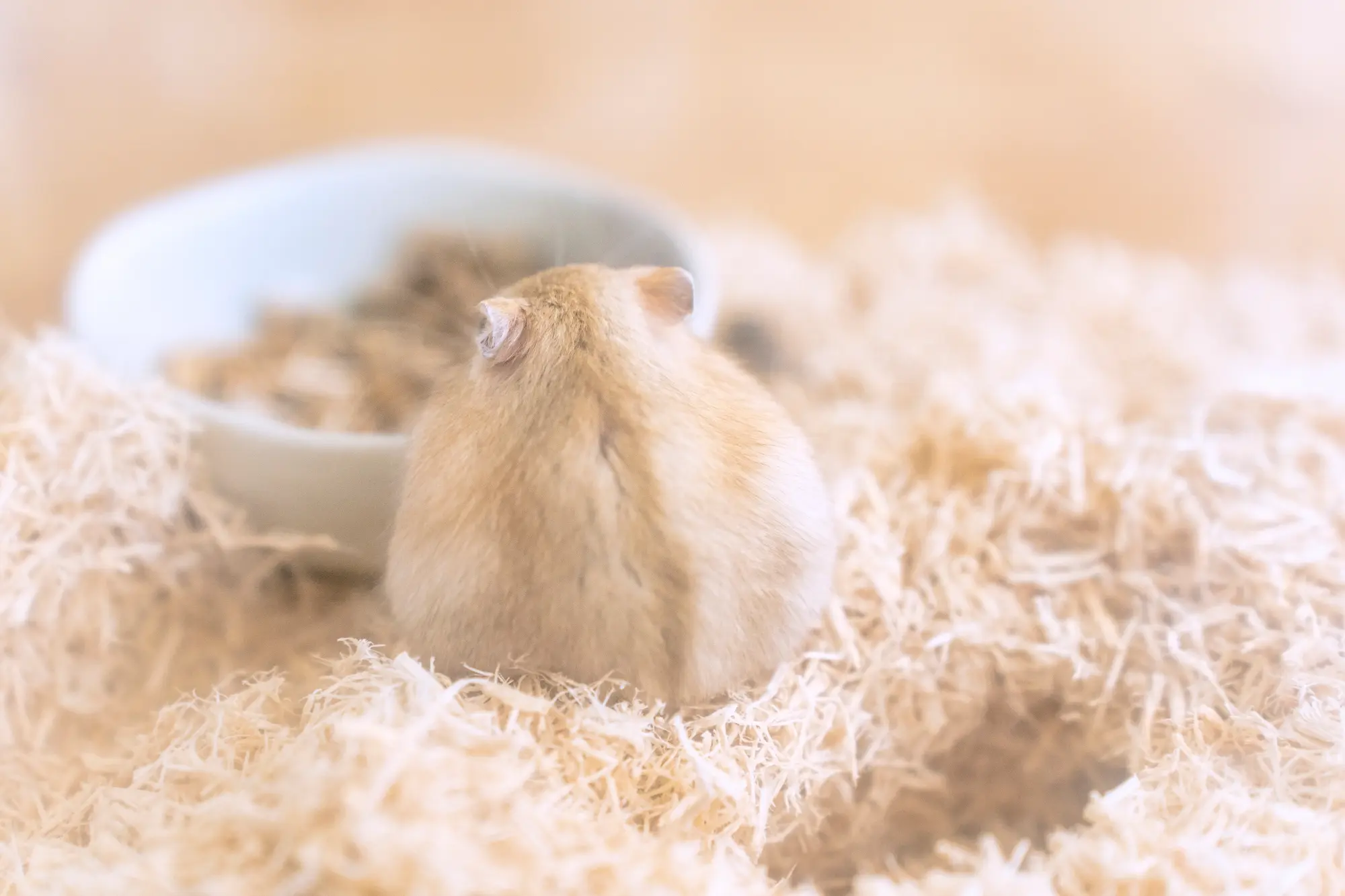 ハムスター 懐かない