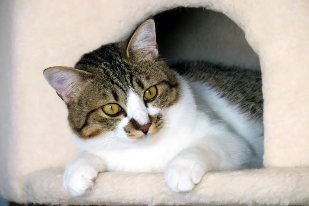 外 猫 ハウス 断熱材