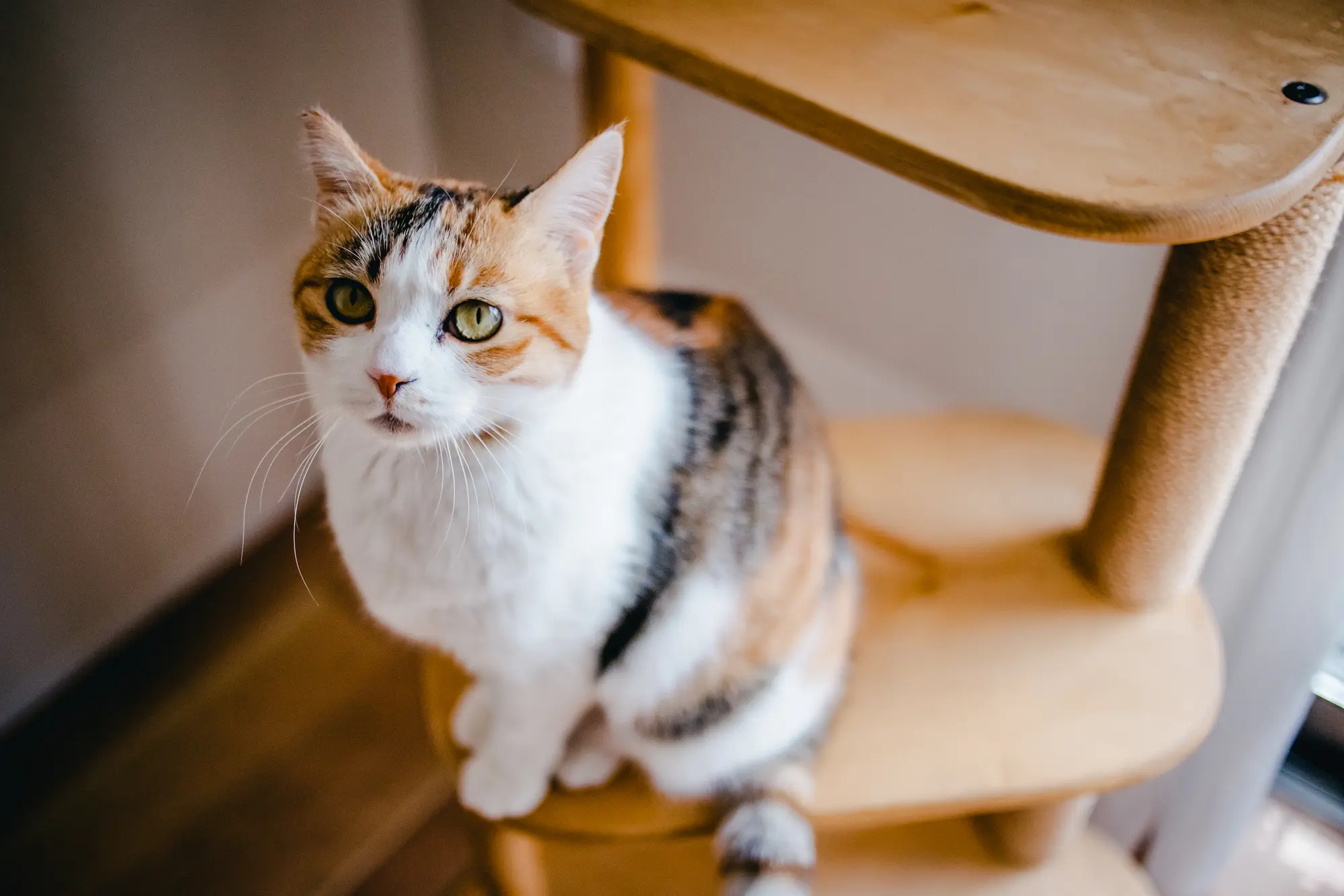 2025 ベストバイ