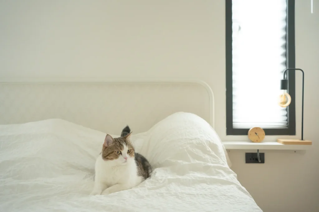 猫 ベッド 吐く 対策