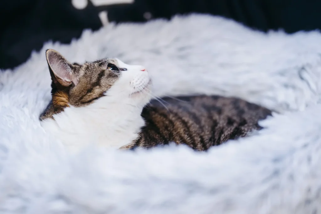 猫 ベッド 冬 おすすめ