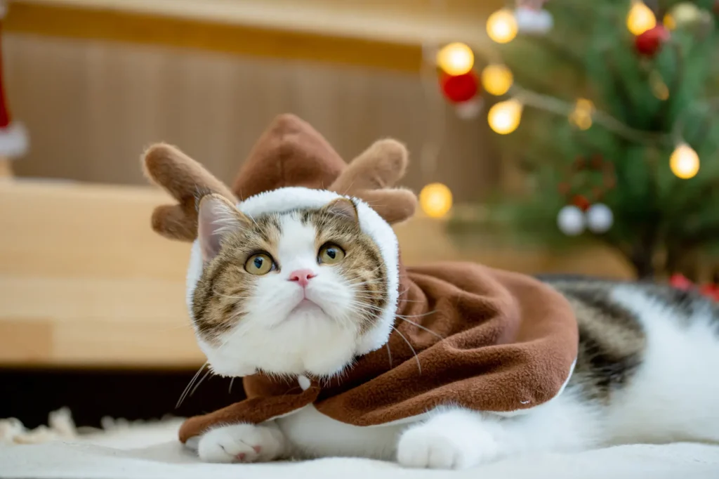 猫 クリスマス かぶりもの
