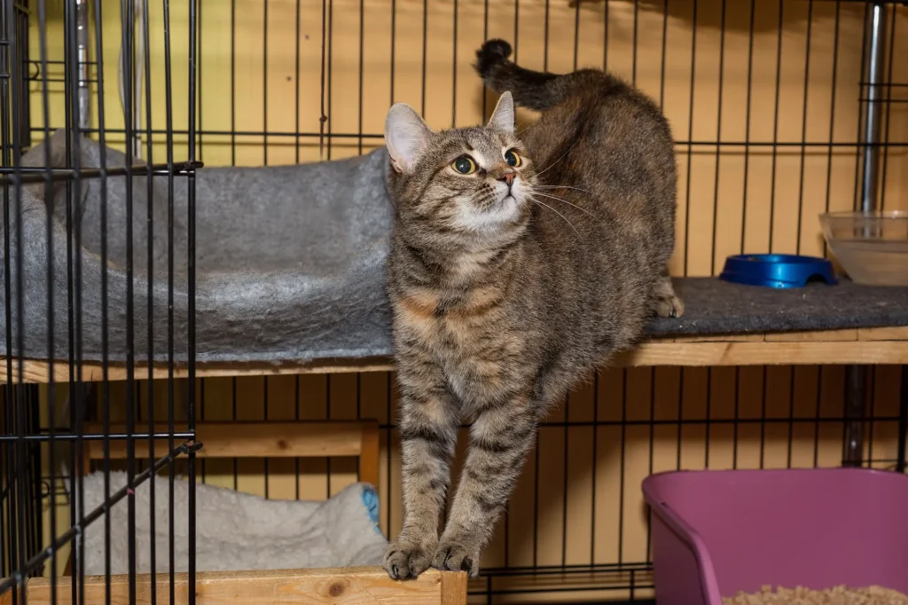 猫 冬 暖房 なし 夜 ケージ