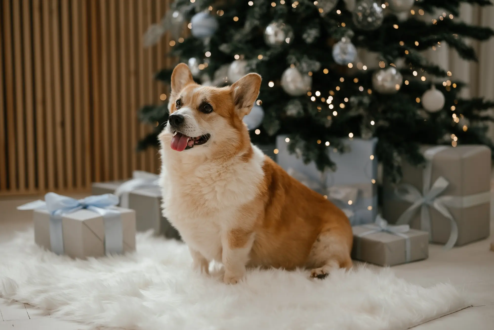 犬用 クリスマス プレゼント