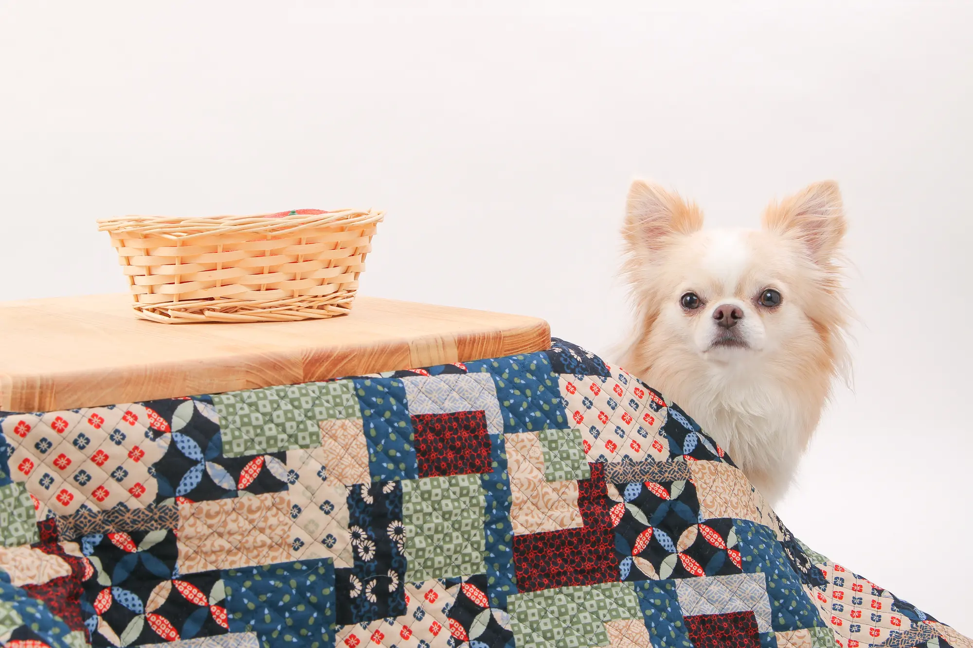 犬 冬 暖房 なし