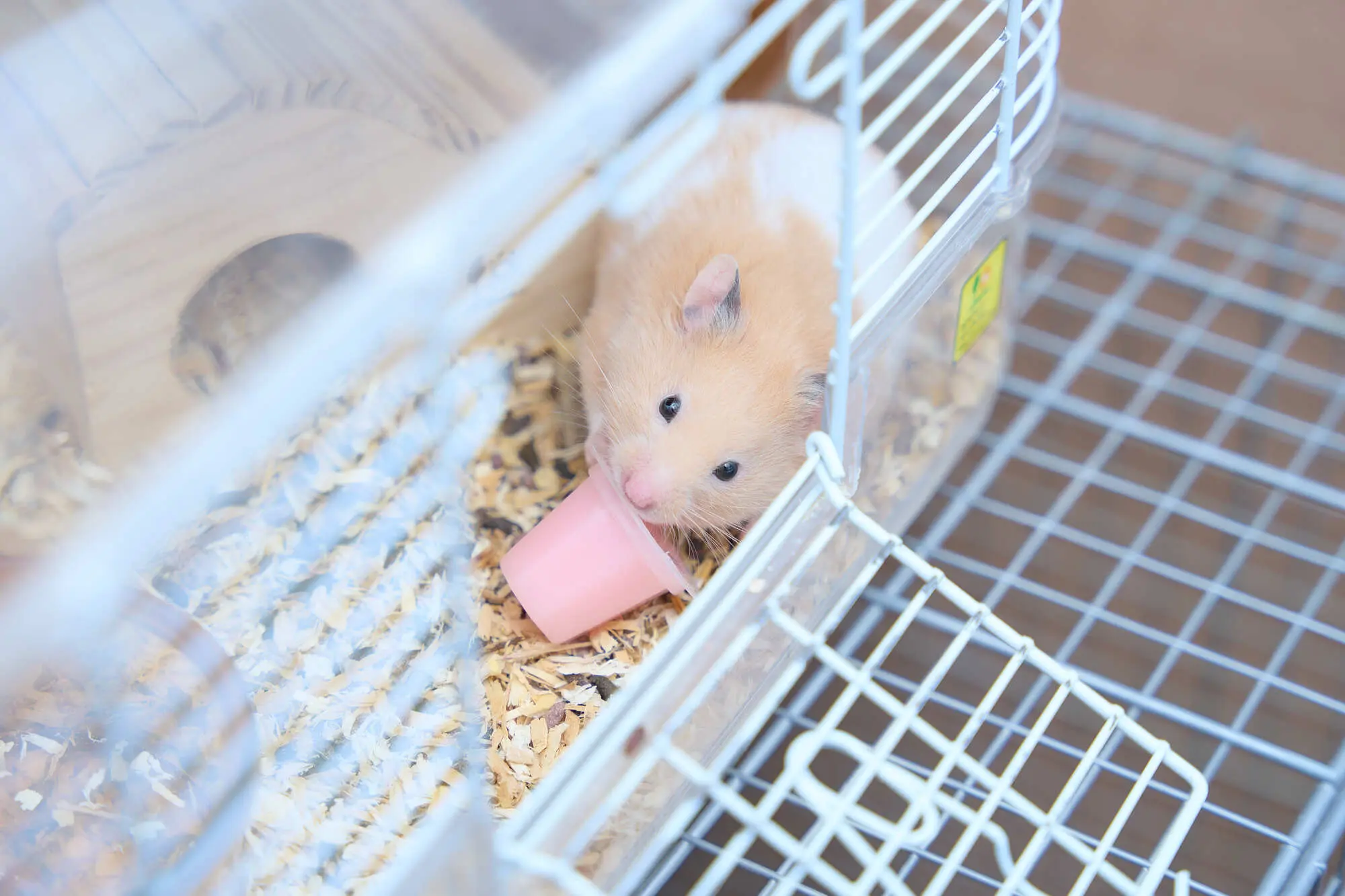 ハムスター 砂浴び しない
