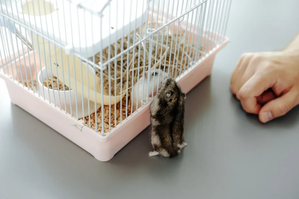 ハムスター 部屋んぽ 時間