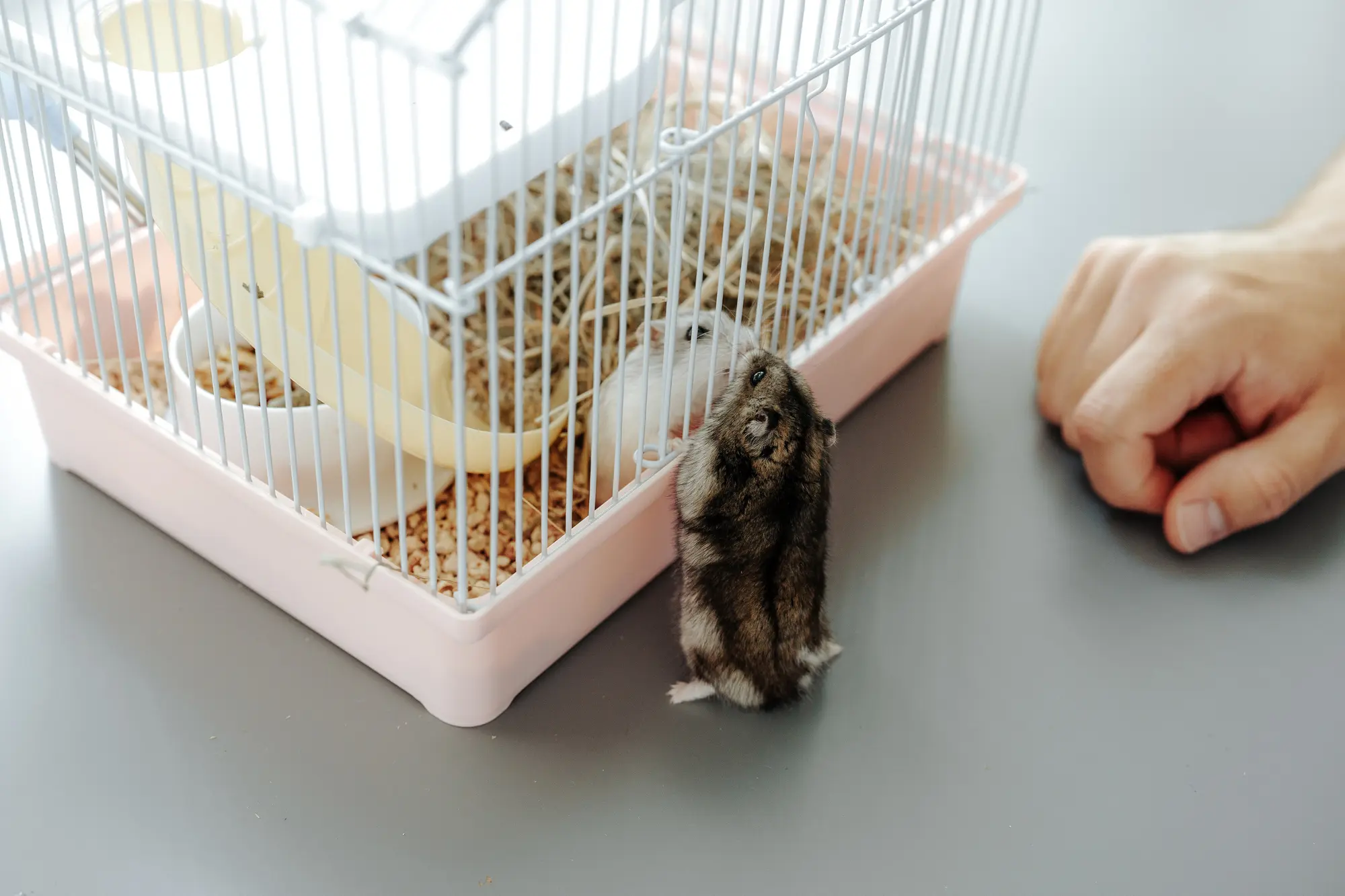 ハムスター 部屋んぽ 時間