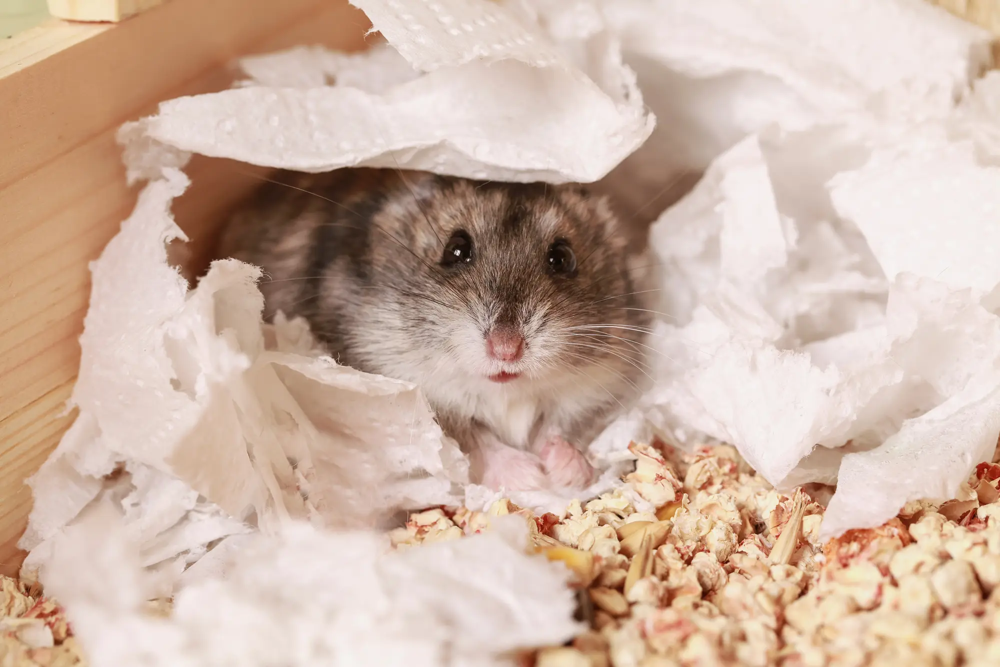 ハムスター トイレ 砂 おすすめ