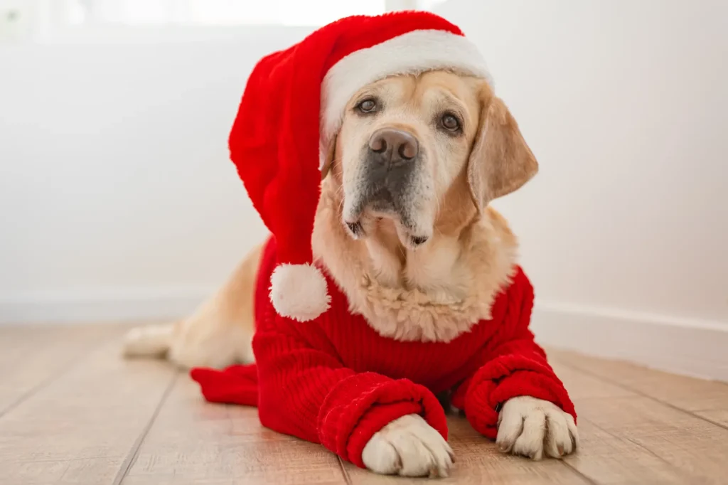 大型犬 クリスマス 服