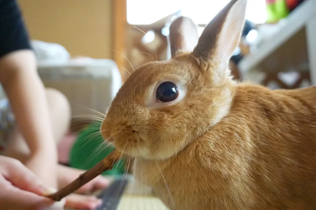 うさぎ かじり木 おすすめ