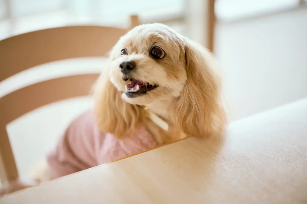 犬 寒さ 対策 服