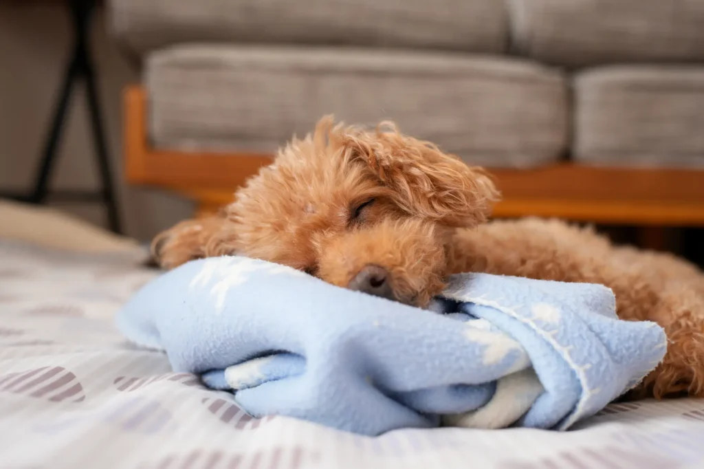 犬 寒さ 対策 寝る時