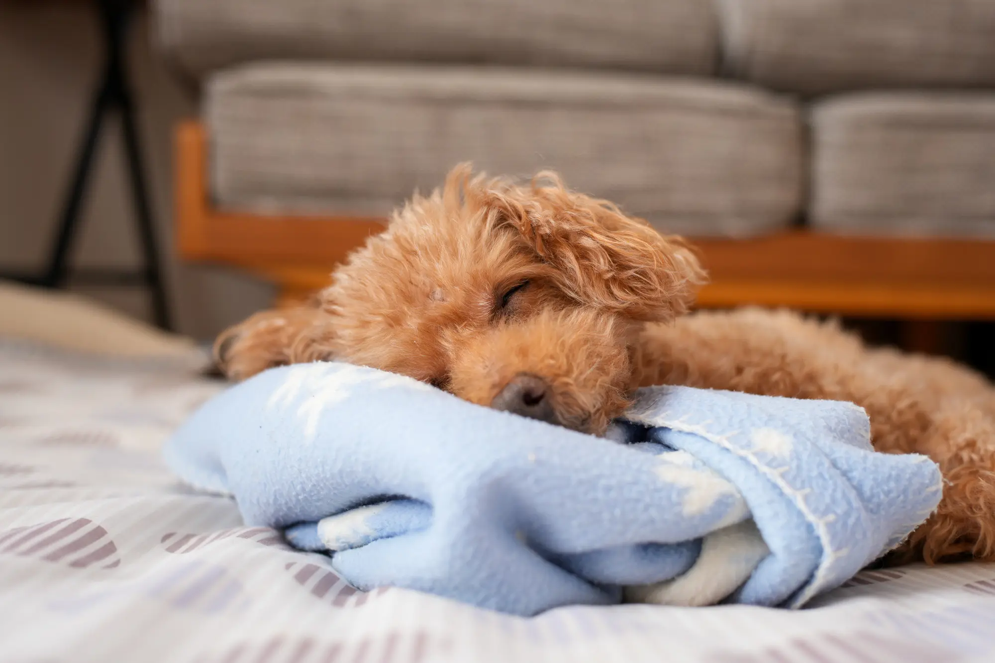 犬 寒さ 対策 寝る時