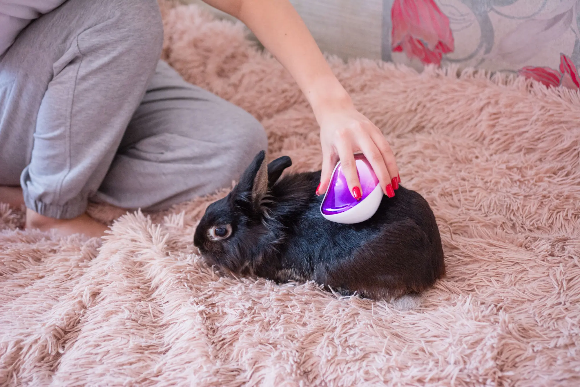 うさぎ ヒーター おすすめ