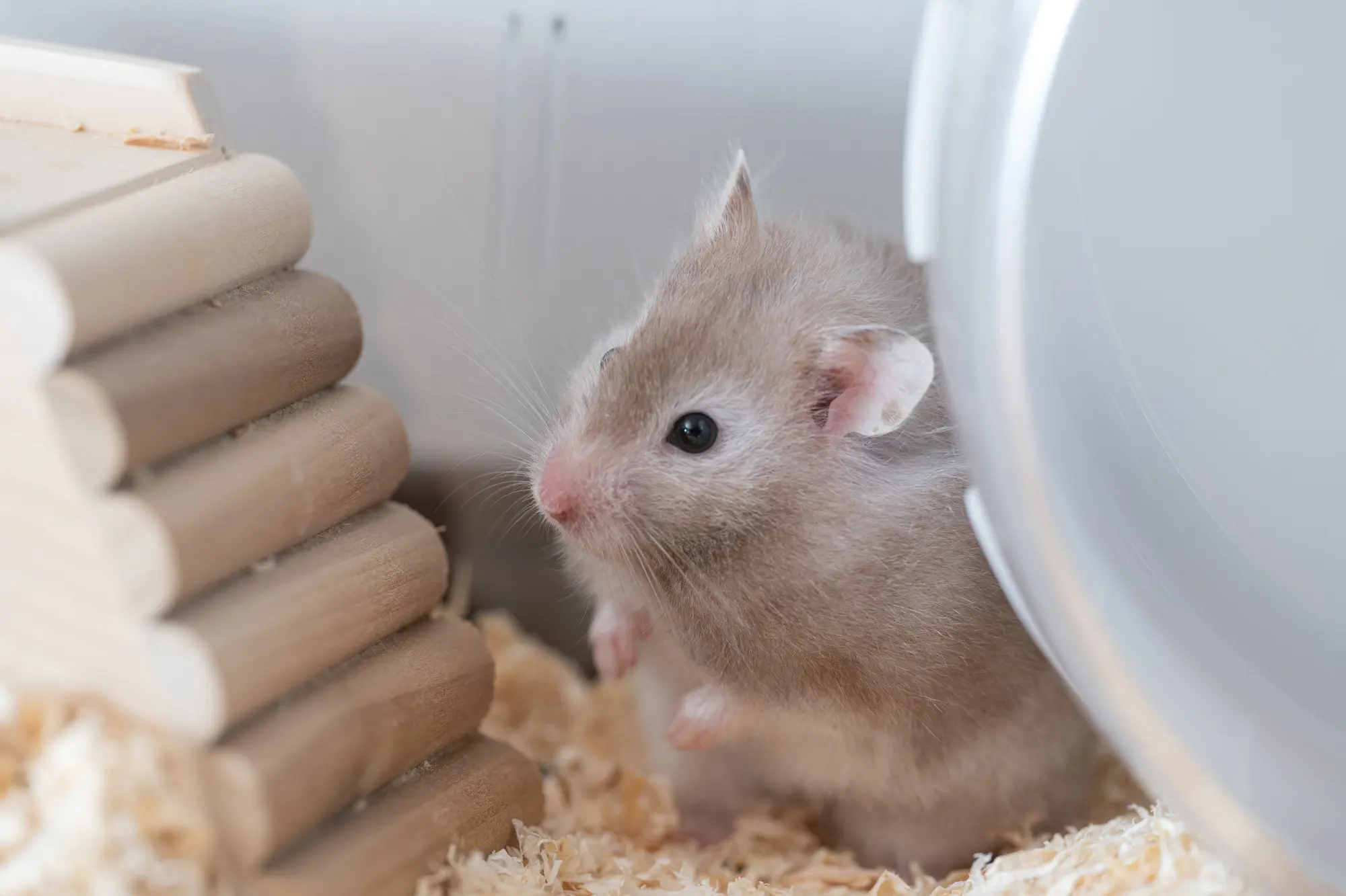 ハムスター かじり木 危険