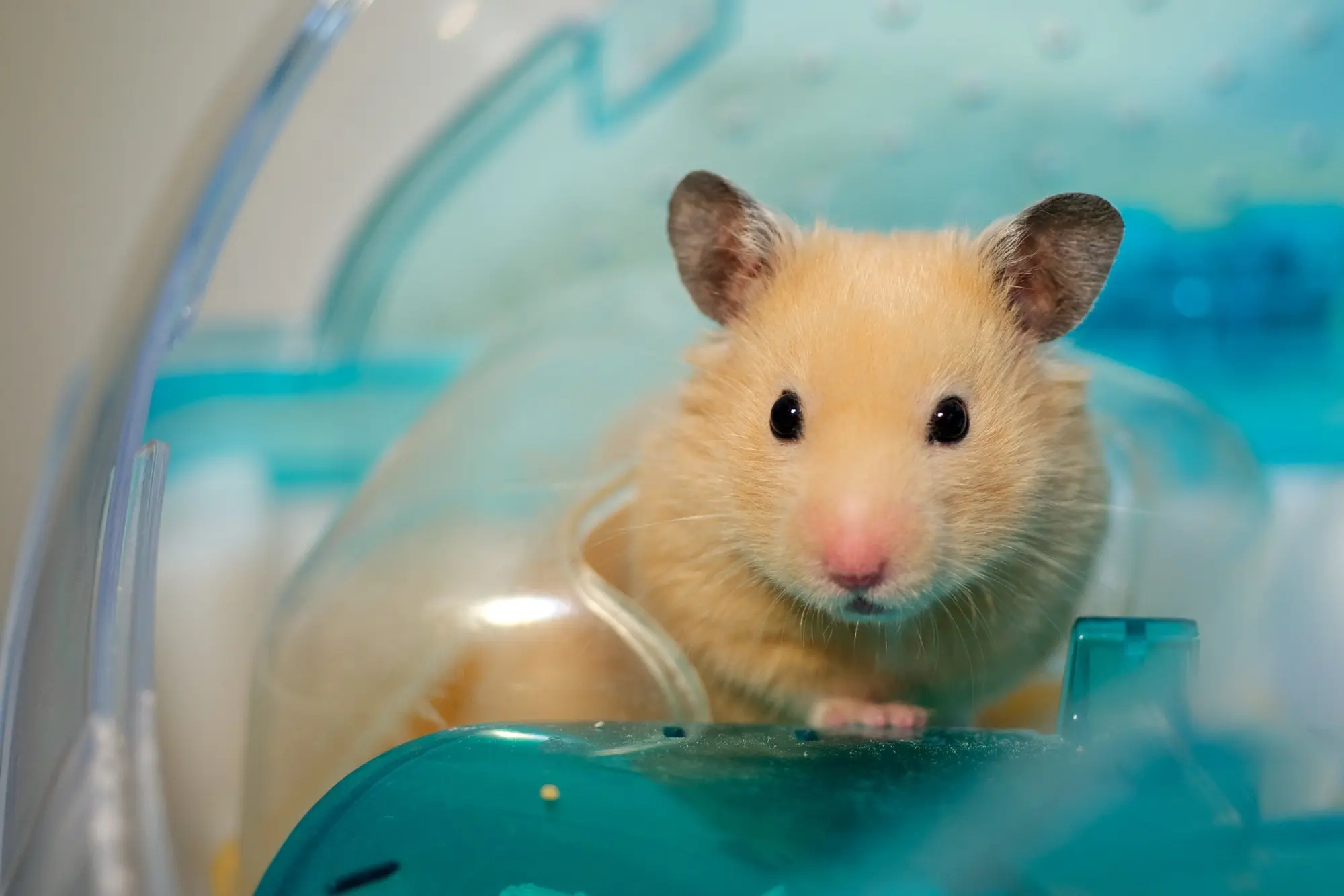 ハムスター トイレ しつけ