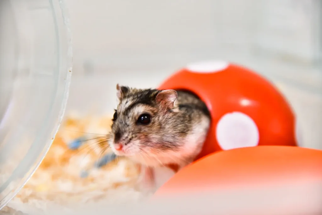 ハムスター 砂浴び トイレ 区別