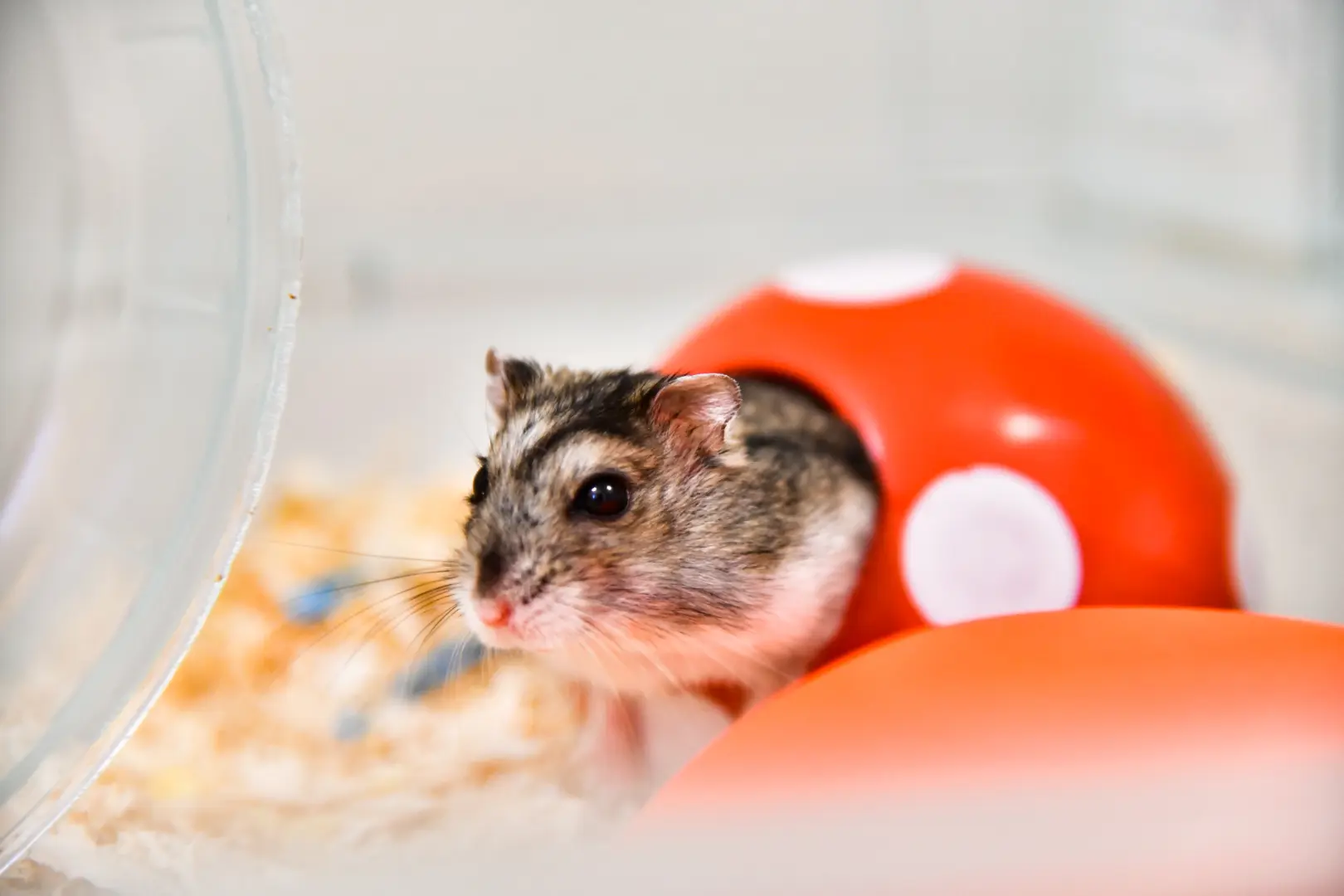 ハムスター 砂浴び トイレ 区別