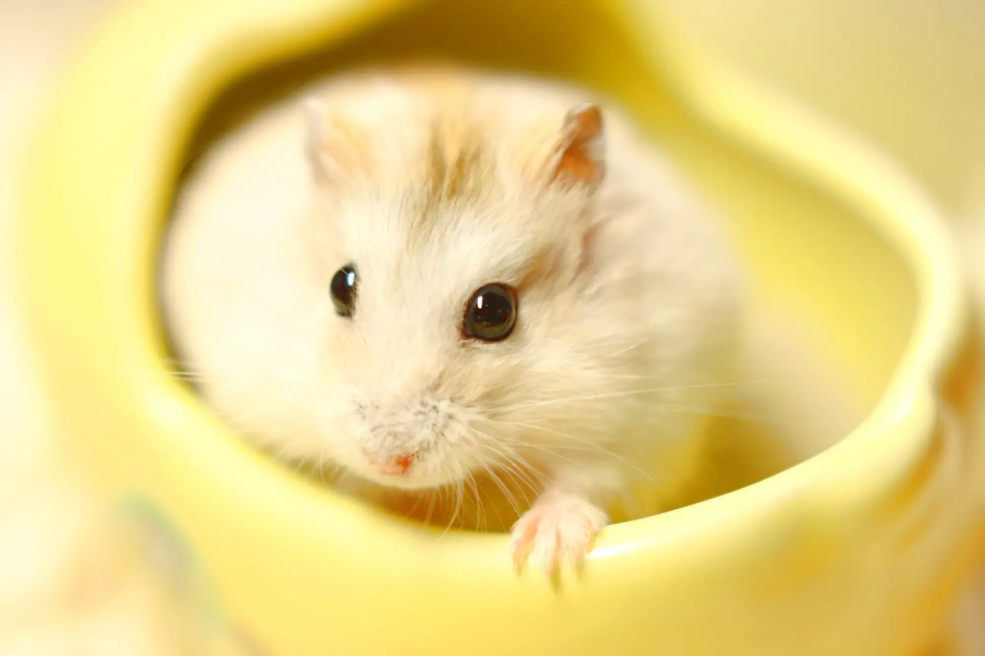 ハムスター 爪とぎ