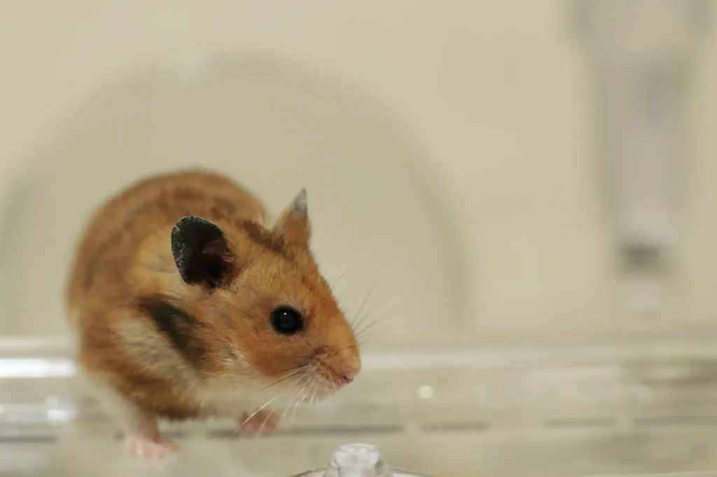 ハムスター 外に出たがる