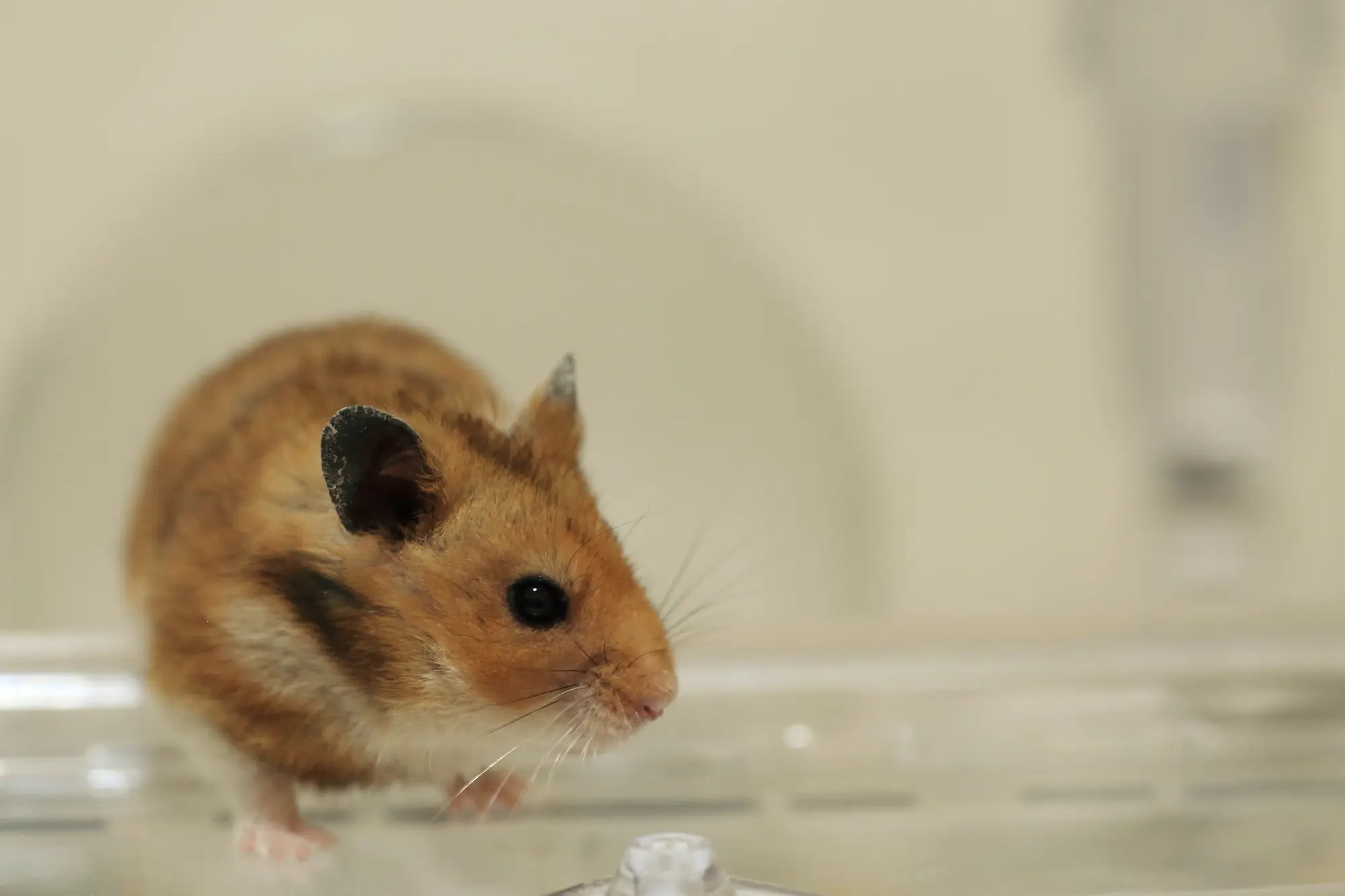ハムスター 外に出たがる
