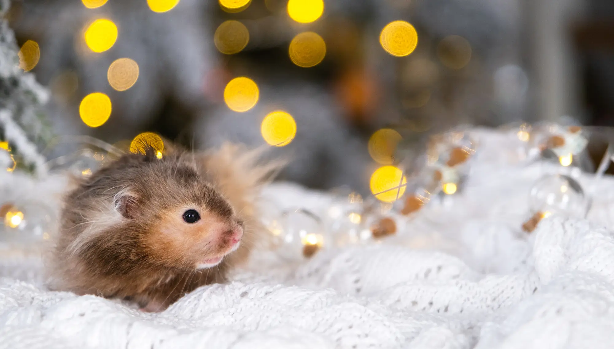 ハムスター 冬 対策