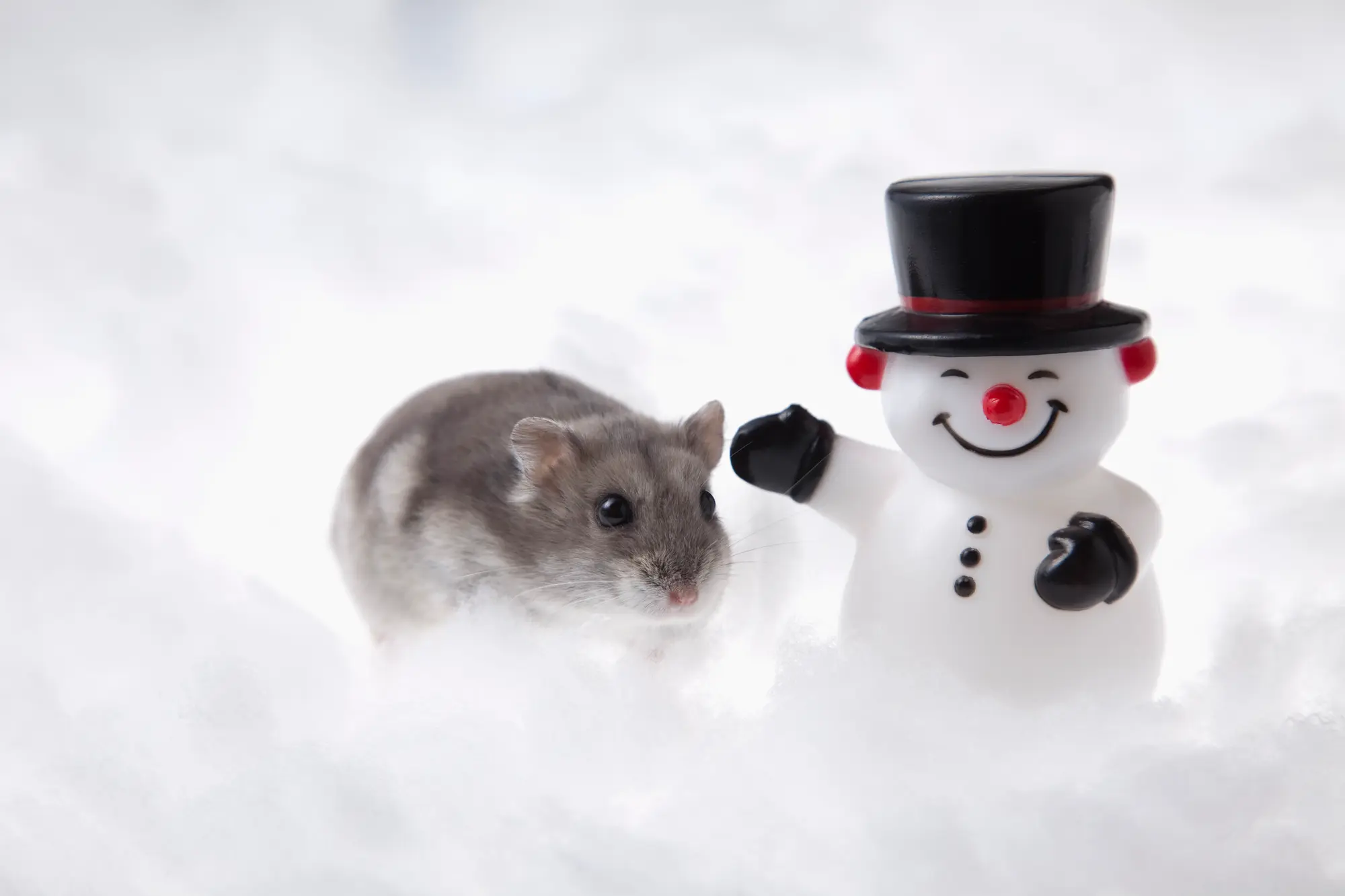 ハムスター 冬 ヒーターなし