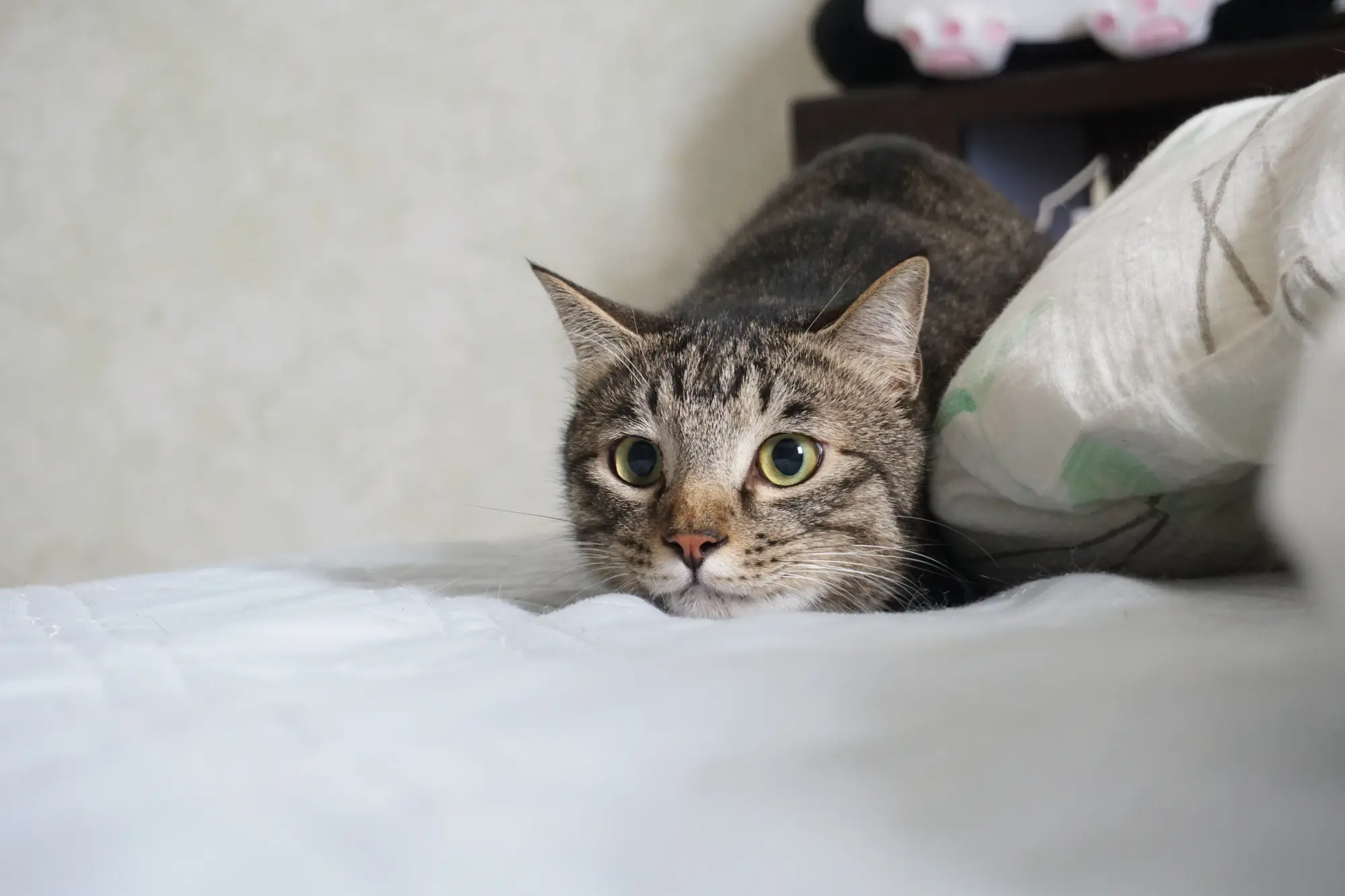 一人暮らし 猫 帰りが遅い