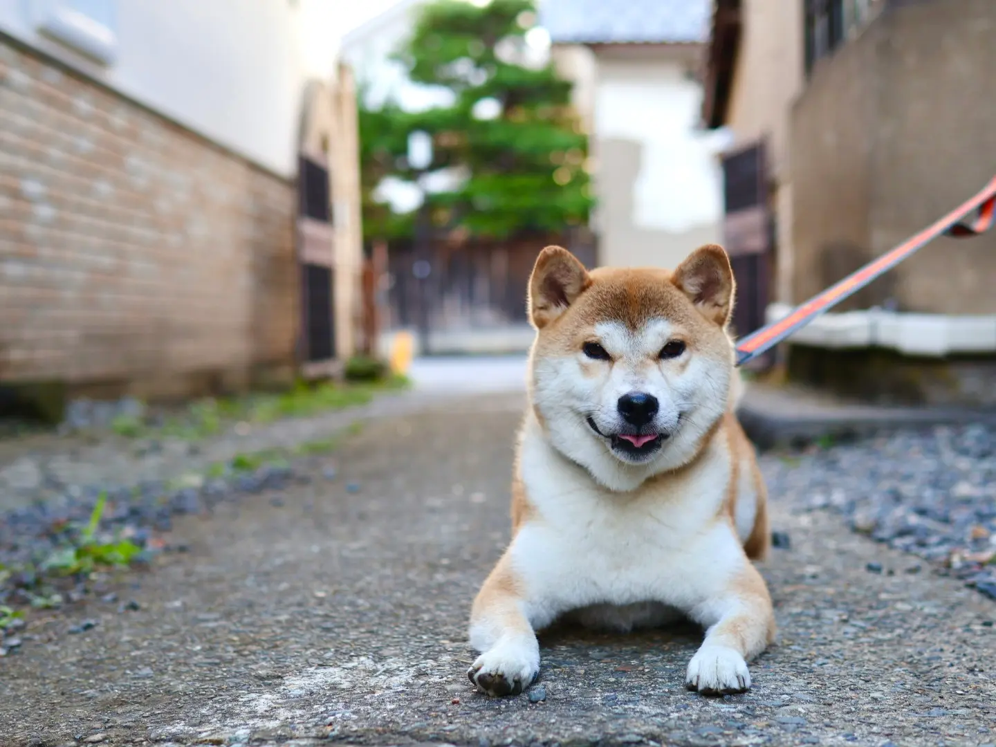 外 飼い 犬 寒さ 対策