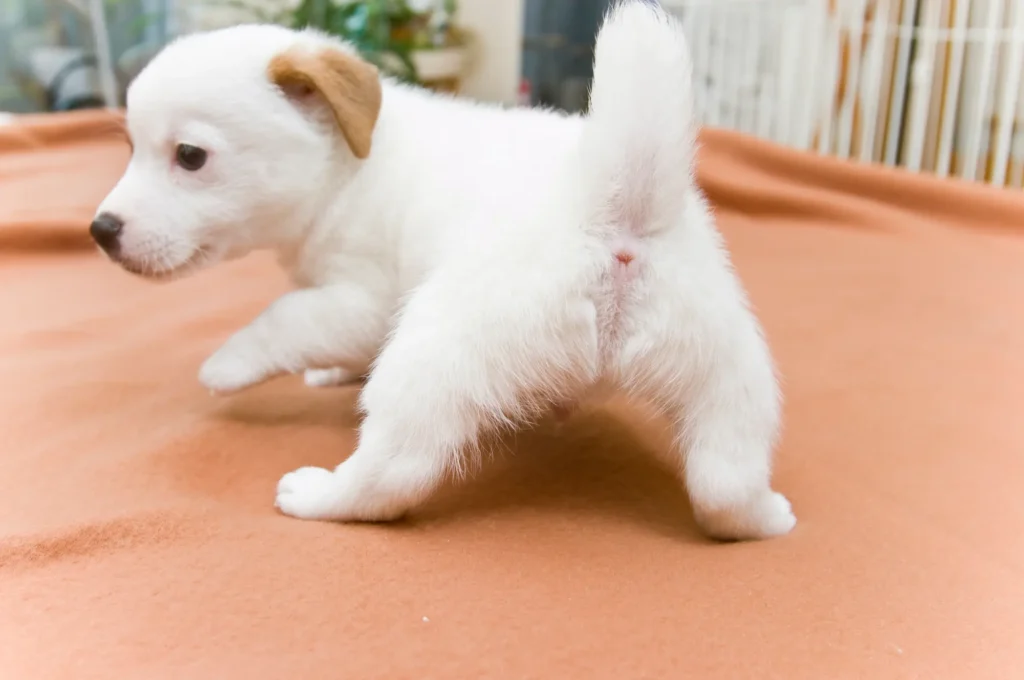 ペット 旅行 行けない