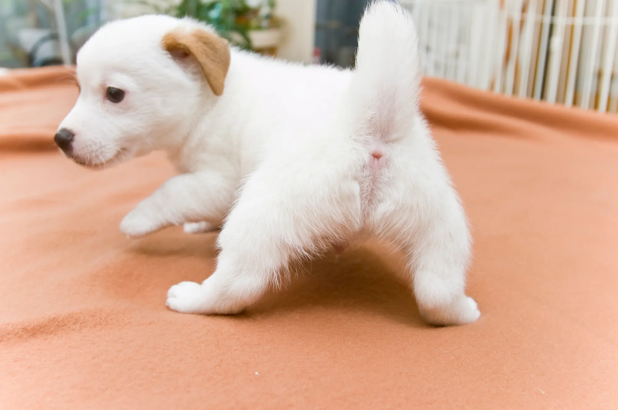 ペット 旅行 行けない