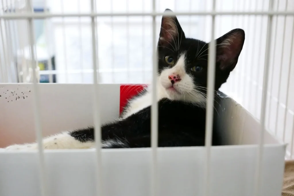 猫 留守番 ケージ 仕事