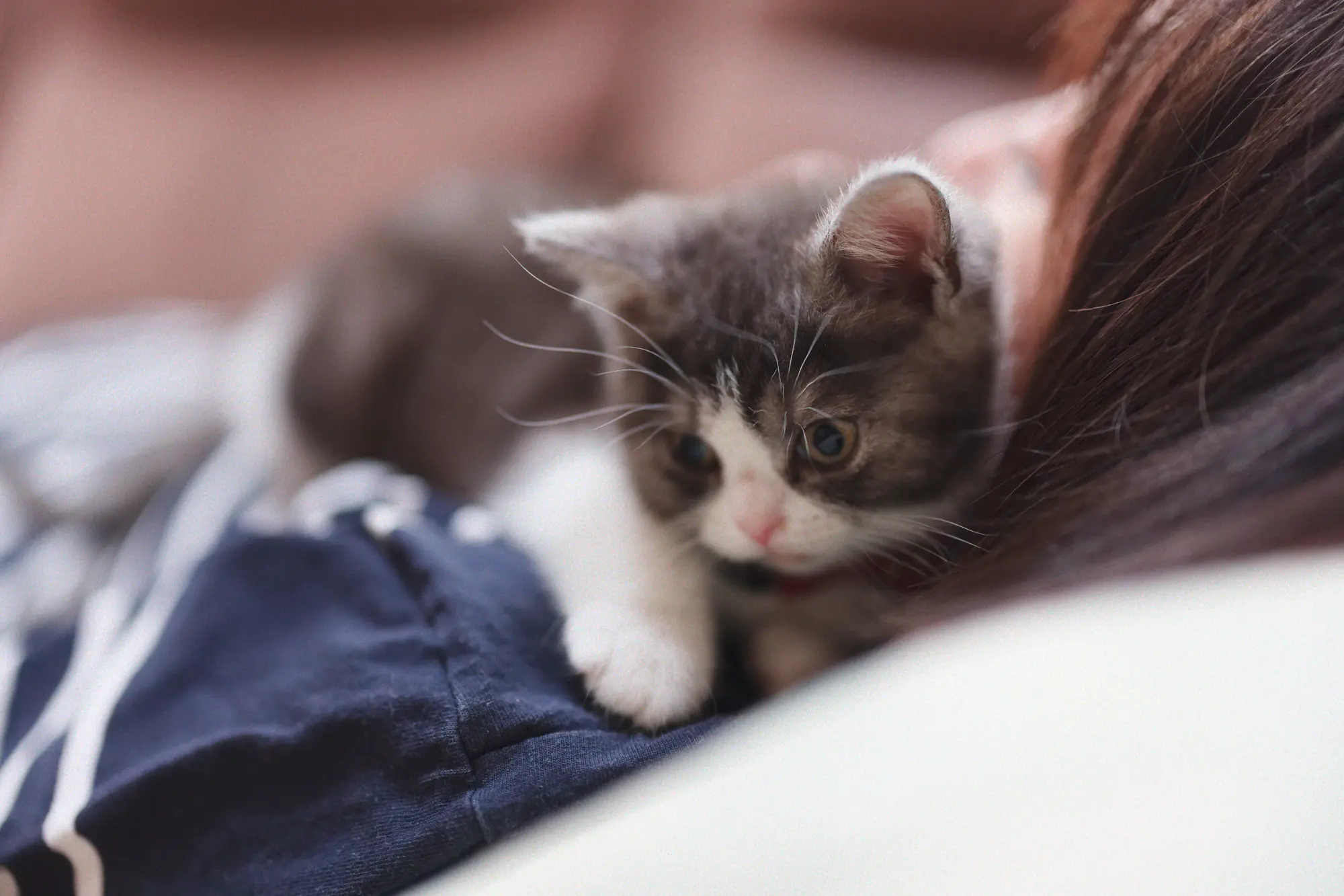 猫 静電気 痛くない