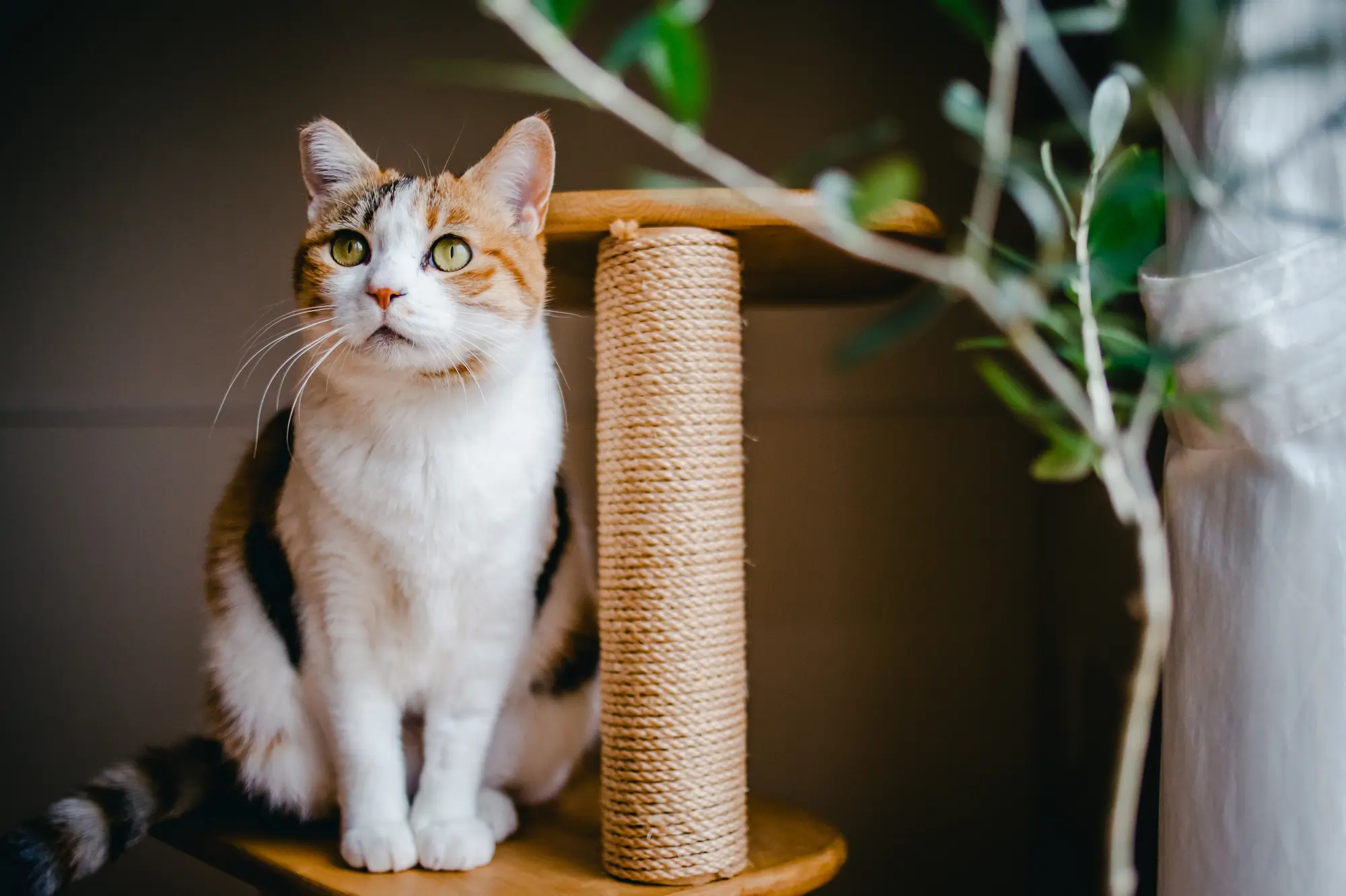 キャット タワー おすすめ 1 匹