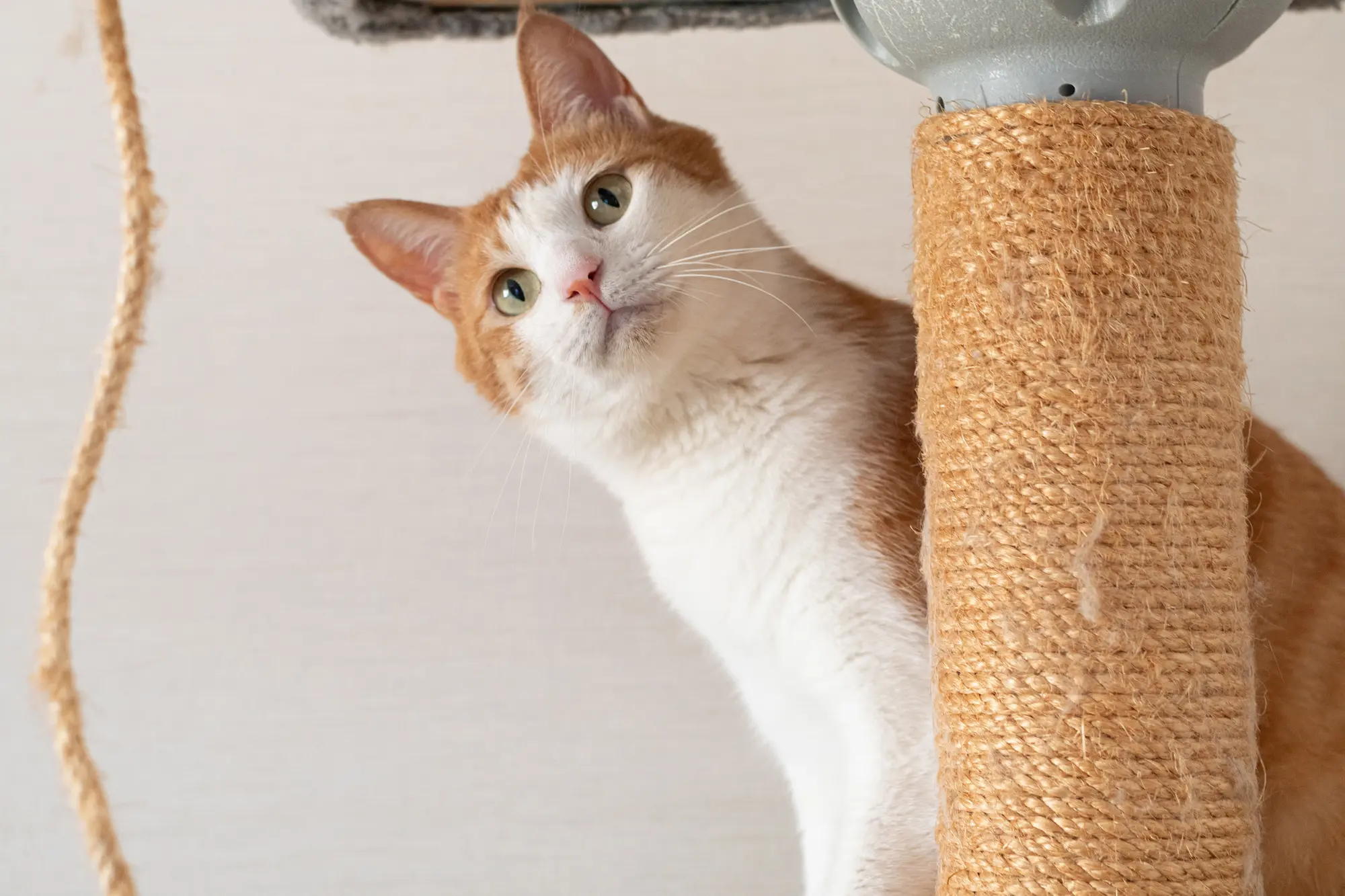 キャット タワー 突っ張り おしゃれ