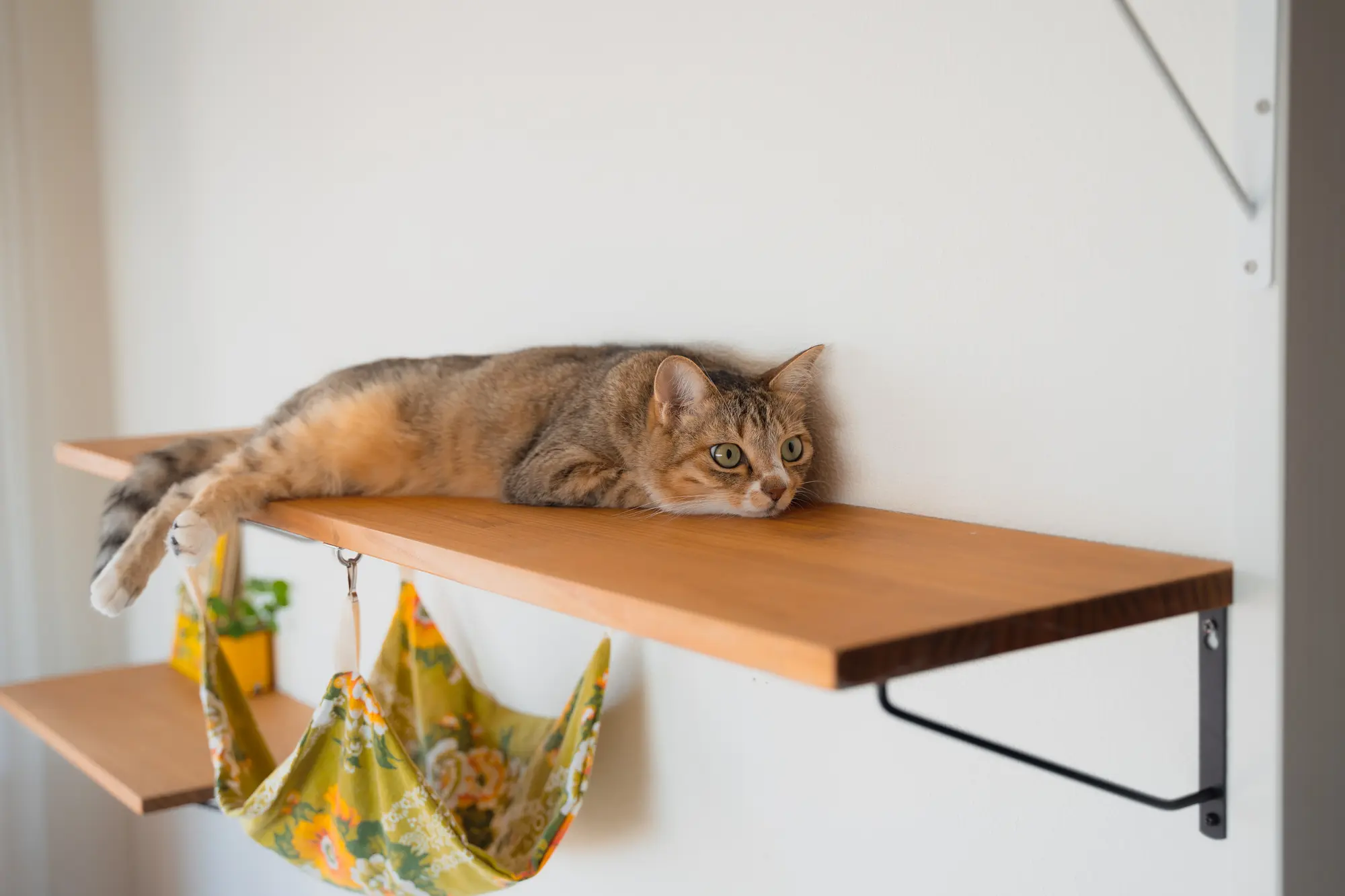 キャットウォーク 壁 傷つけない