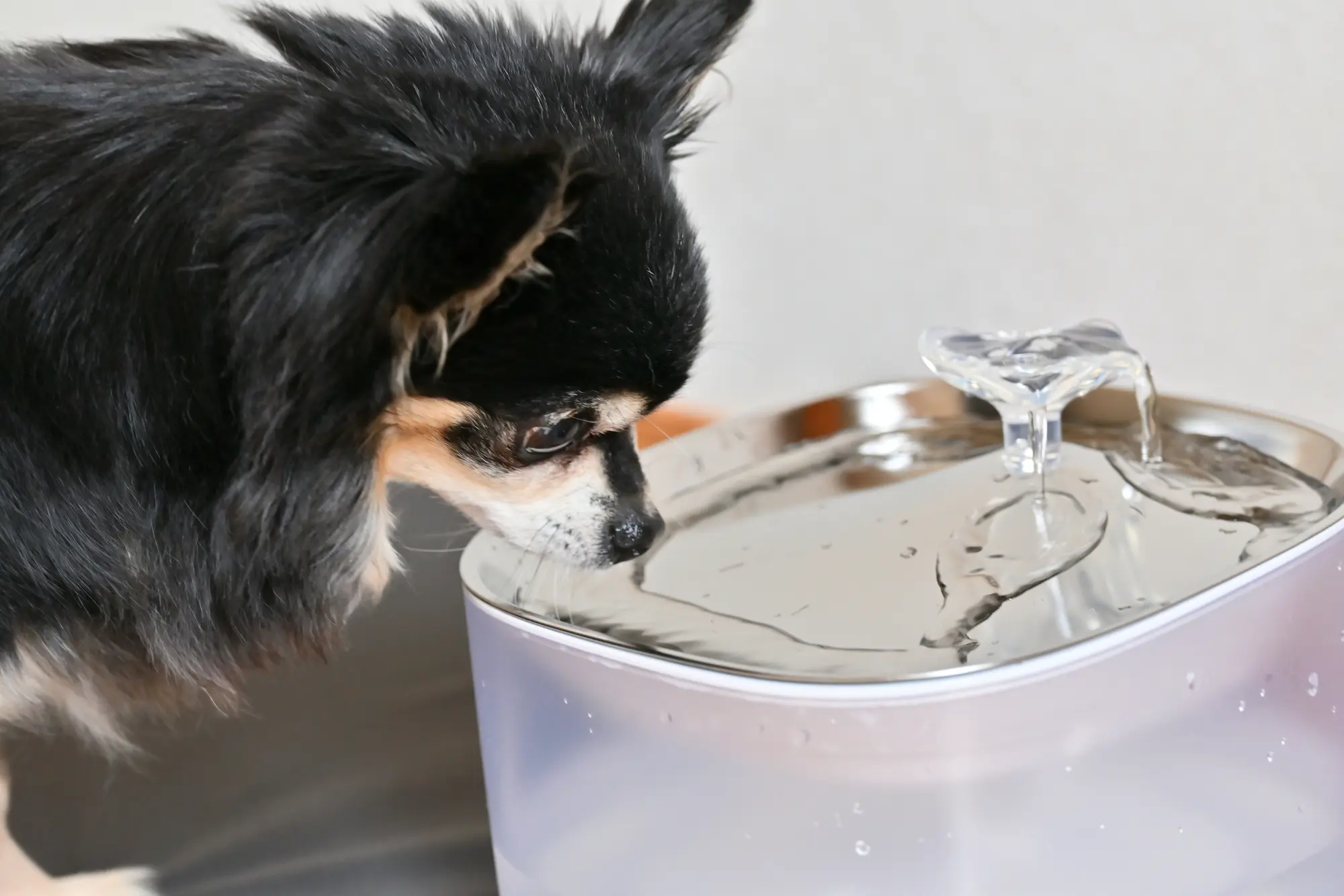 犬 熱中症 対策 飲み物