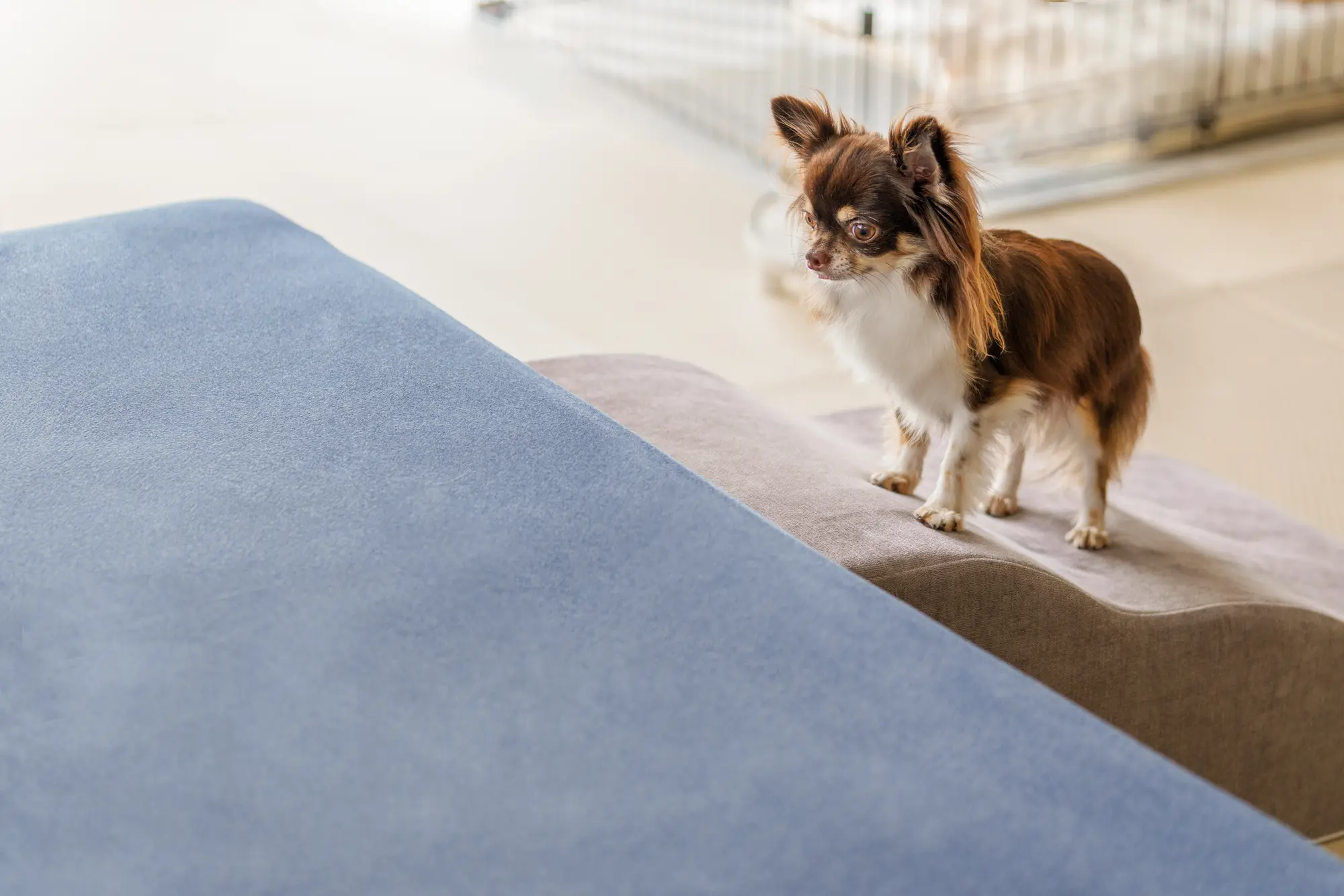 犬 ステップ おしゃれ