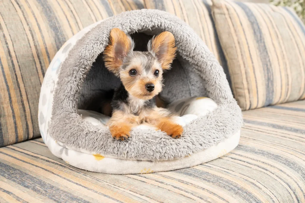 電気のいらない保温ベッド 犬