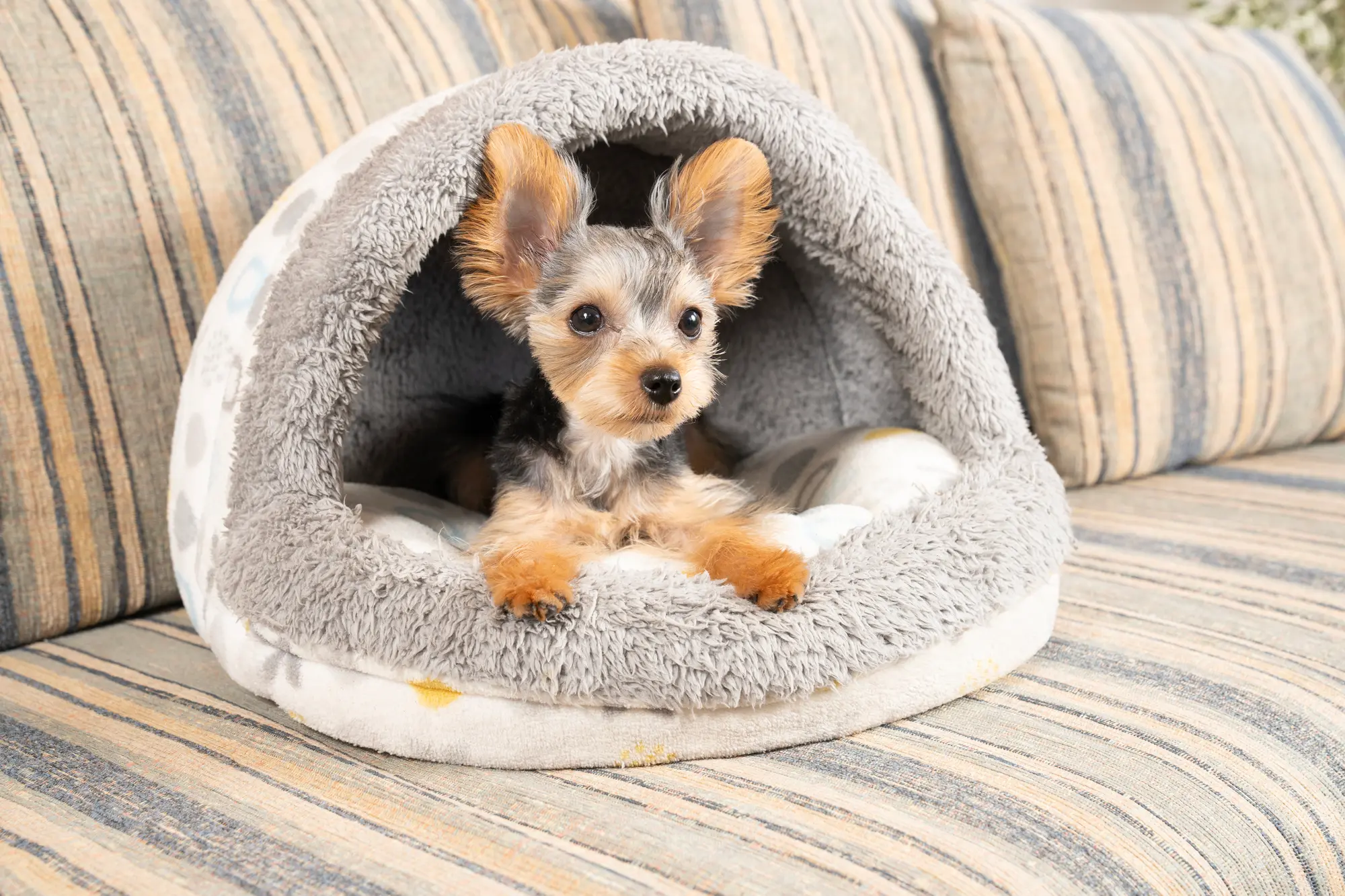 電気のいらない保温ベッド 犬