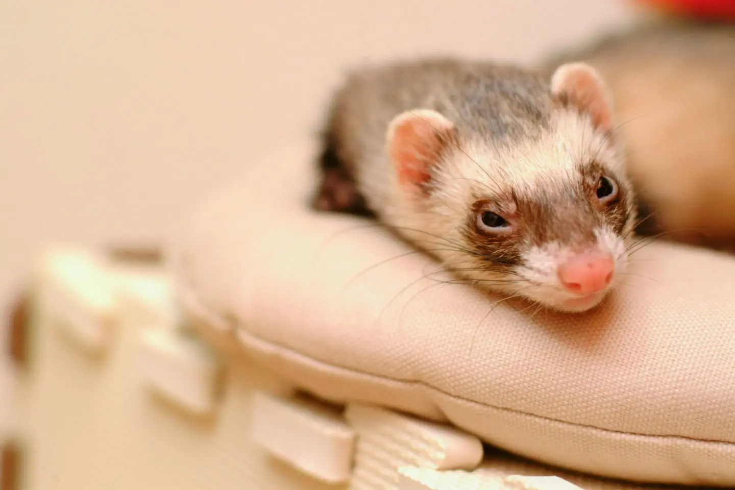 フェレット ケージ おすすめ