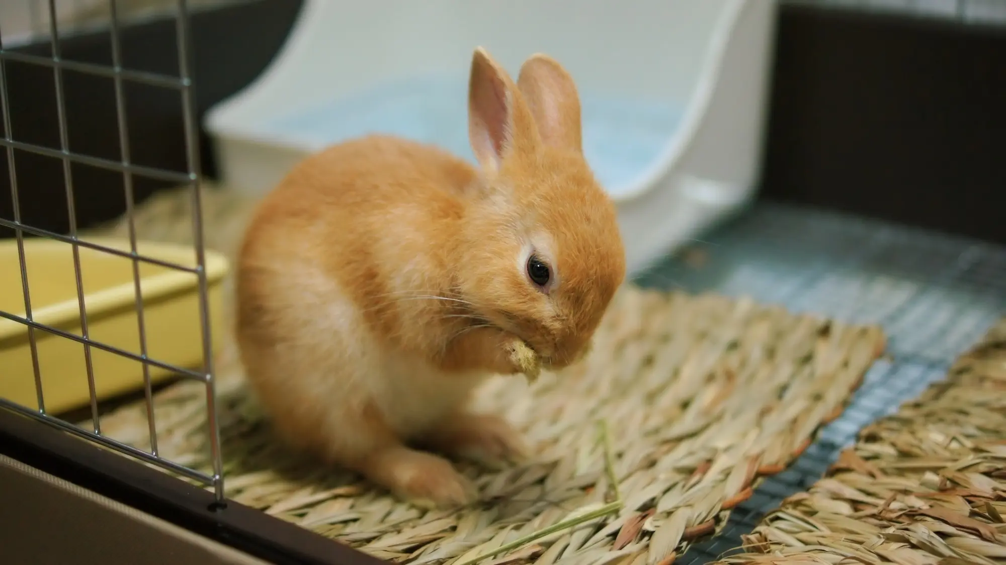 うさぎ トイレ おすすめ